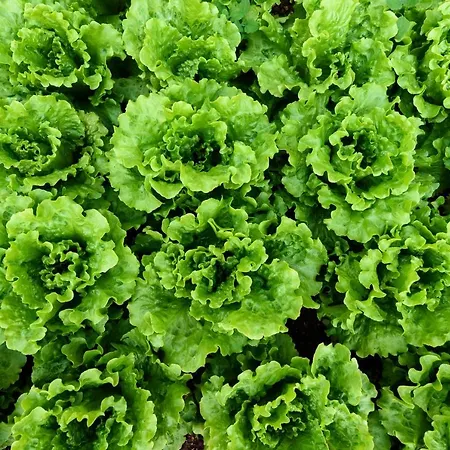 Lastavica Apartment Galovac (Zadar)